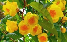 此花号称“大自然黄金”，通体金黄，营养丰富，是难得一遇的珍品