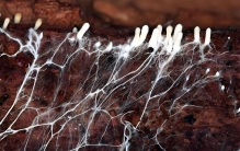 那些离谱的世界之最：你知道吗？带你领略地球上的“怪奇”奇观