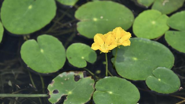纯美情诗是误读！《诗经》里的植物，藏着哪些政治密码？
