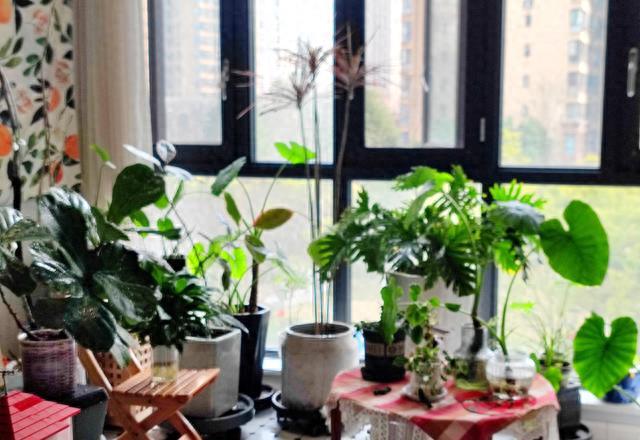 立春，给我的植物冲澡、施肥、浇透水，期待勃勃生机