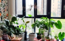 立春，给我的植物冲澡、施肥、浇透水，期待勃勃生机