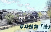 菊芋和赛菊芋，你能分清吗？