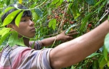 巴拿马“全球最贵咖啡”进入收获季