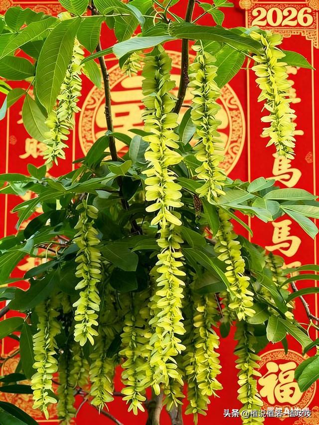 新年摆对“富贵形”！这5种植物，长得就很来财（二）