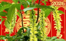 新年摆对“富贵形”！这5种植物，长得就很来财（二）