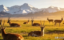 世界海拔最高县城：5000米上的生命奇迹