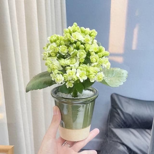 长寿花的由来与传说：一朵藏着福寿的花，从仙界开到人间