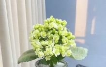 长寿花的由来与传说：一朵藏着福寿的花，从仙界开到人间