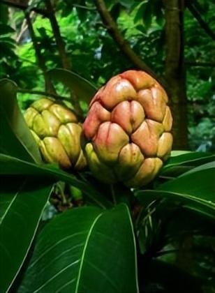 全球保存最完好、最大的集中分布区！乐业发现濒危植物