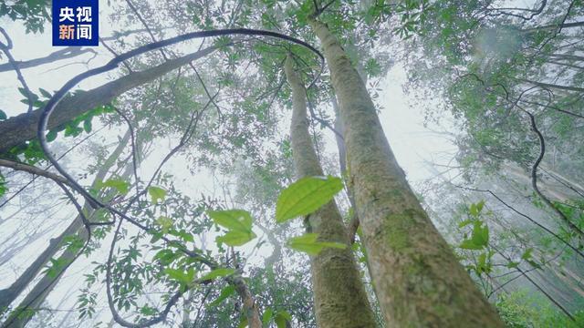 广西发现13250亩保存完好的香木莲野生群落