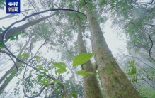 广西发现13250亩保存完好的香木莲野生群落