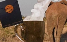 大象的肠道，竟是世界上最贵的“咖啡机”？科学家找到制作“象