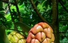 香木莲是木兰科原始种类，对古植物区系研究有何用？