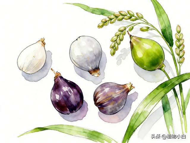 谷物明珠 禾本科之王——薏苡