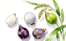 谷物明珠 禾本科之王——薏苡