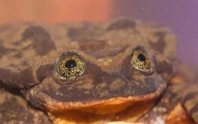 它是世界上最孤独的雄蛙，独居10年才找到伴侣，没后代老死告终