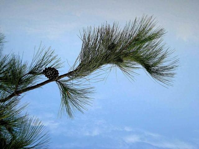 马年话马丨马尾松、马铃薯、马齿苋……盘点植物世界里的“马氏家族”