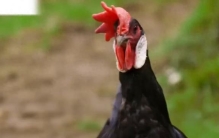 有哪些动物看起来像P出来的？#动物 #科普