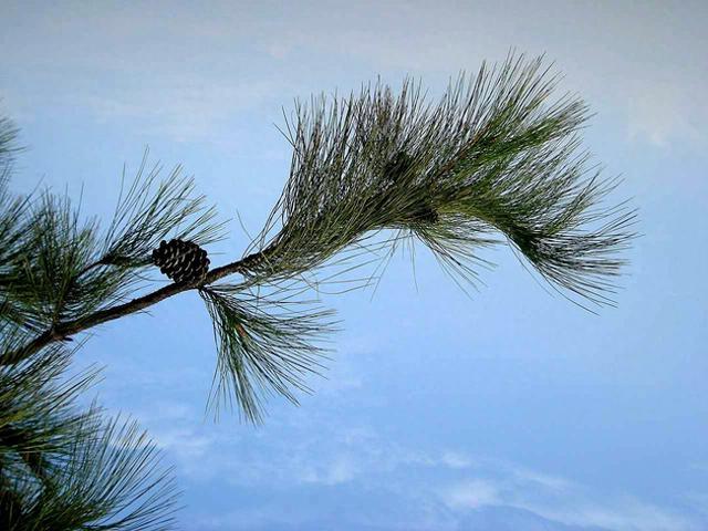 马尾松、马铃薯、马齿苋……盘点植物世界里的“马氏家族”