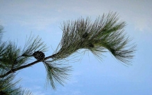 马尾松、马铃薯、马齿苋……盘点植物世界里的“马氏家族”