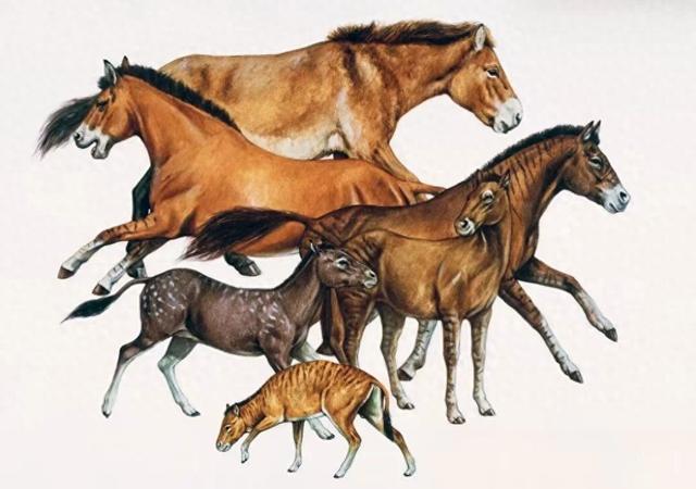 马想问:世界上最早想到驯化马的人,到底是谁?!