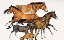 马想问：世界上最早想到驯化马的人，到底是谁？！