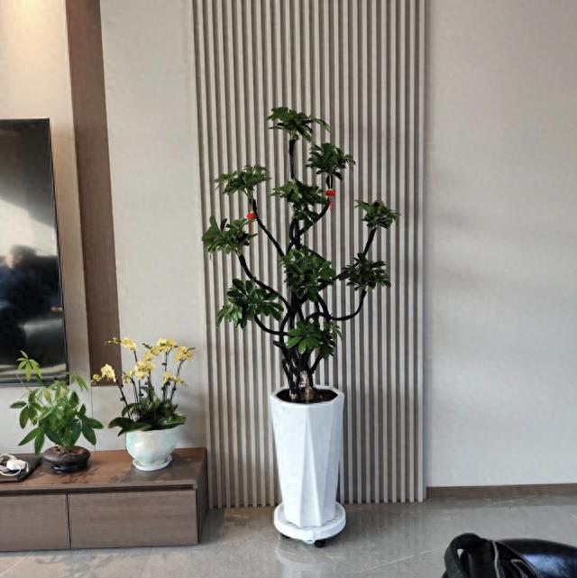 8种“高级感”绿植,摆放客厅和玄关,家人朋友都夸