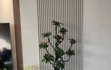 8种“高级感”绿植，摆放客厅和玄关，家人朋友都夸