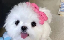 5种世界上最贵的狗，第一种土豪也养不起，最高成交1800万