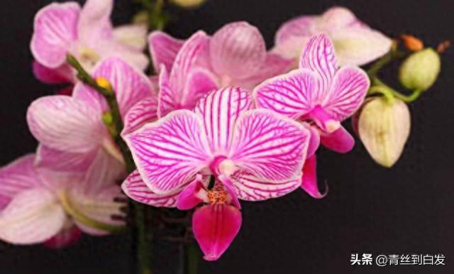 8种“富贵花”,绰号死不了,哪怕你是一名新手,都很难养死它