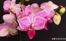 8种“富贵花”，绰号死不了，哪怕你是一名新手，都很难养死它