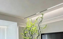 8种自带高级感的绿植，摆客厅和玄关，一进门就被夸爆