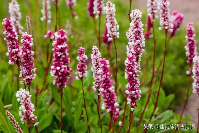 蓼花,盛开在秋水畔