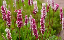 蓼花，盛开在秋水畔