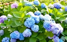 推荐十种庭院植物，解读流量密码，打造诗意空间