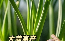 蒜头翻倍大秘诀，其实就在这一剪，很多人却白白错过。