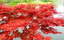 庭院十大天然观形植物。不修而剪，姿态自生