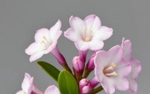 这三种香花王者，瑞香、结香、丁香，花开满院飘香。