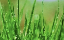 自然界最神奇的植物之一