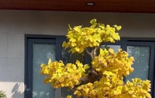 一花传三代，人走花还在，这8种花越养越旺家，就是“传家宝”