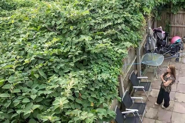 虎杖在英国是“生态噩梦”、在中国是“美味+良药”的神奇植物