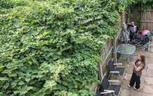 虎杖在英国是“生态噩梦”、在中国是“美味+良药”的神奇植物