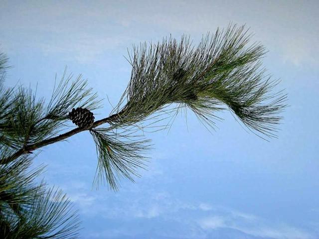 马尾松、马铃薯、马齿苋 盘点植物世界里的“马氏家族”