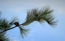 马尾松、马铃薯、马齿苋 盘点植物世界里的“马氏家族”