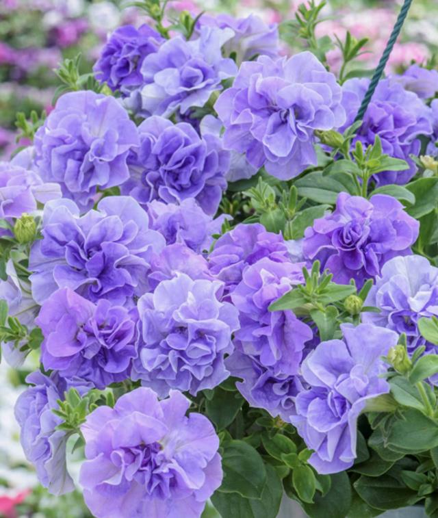 大名鼎鼎的“世界盆栽花”之王,好养爱开花,美貌无敌