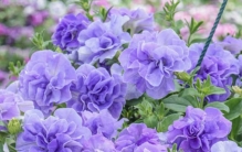 大名鼎鼎的“世界盆栽花”之王，好养爱开花，美貌无敌