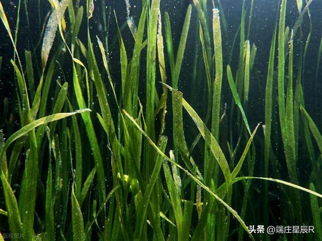 水生植物中最浪漫的一员——苦草