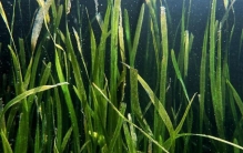 水生植物中最浪漫的一员——苦草