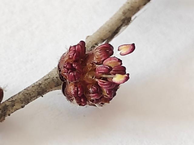 榆花，米粒之珠，也展光华