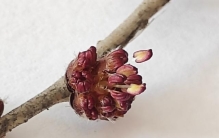 榆花，米粒之珠，也展光华